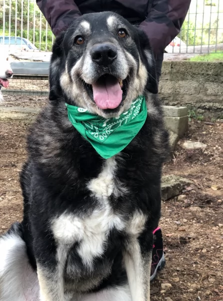 Balto canile basso lazio | Foto 2