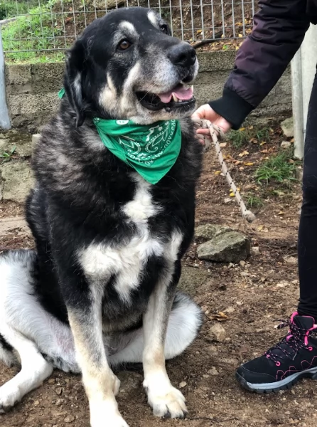 Balto canile basso lazio | Foto 1