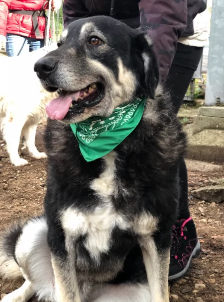 Balto canile basso lazio