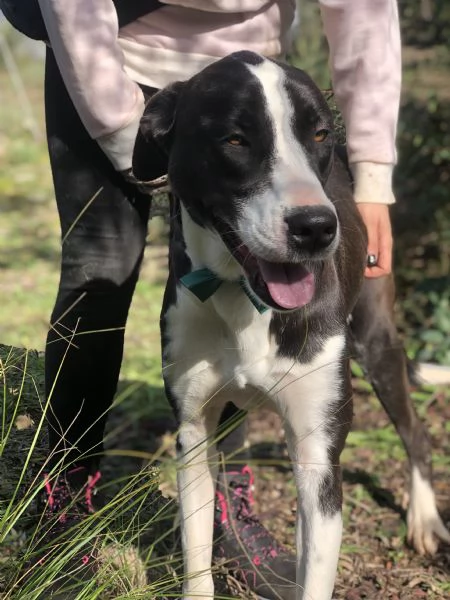 Acqua canile basso Lazio | Foto 3
