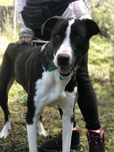 Acqua canile basso Lazio | Foto 2