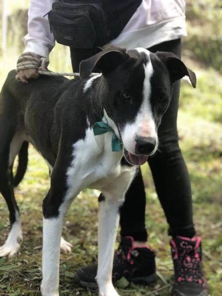 Acqua canile basso Lazio | Foto 0