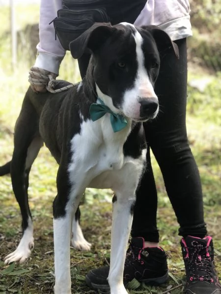 Acqua canile basso Lazio