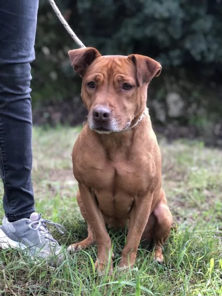 Aurora canile basso Lazio | Foto 4