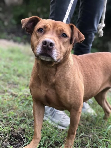 Aurora canile basso Lazio | Foto 3