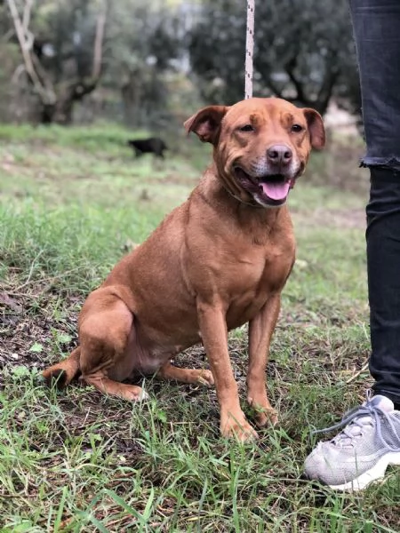 Aurora canile basso Lazio | Foto 2