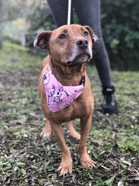 Aurora canile basso Lazio | Foto 1