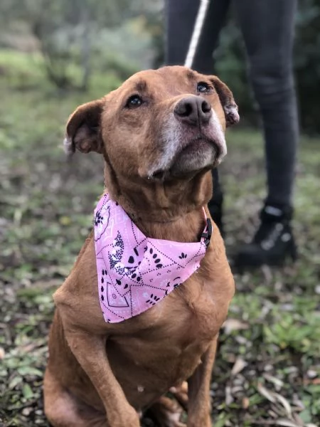 Aurora canile basso Lazio