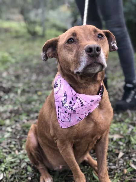 Aurora canile basso Lazio | Foto 0