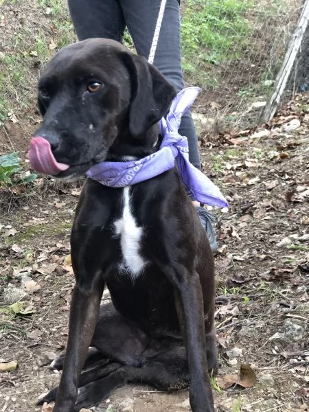 Camomilla canile basso Lazio  | Foto 3