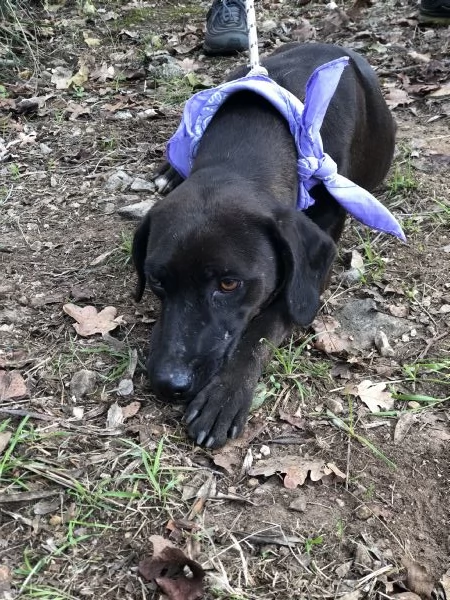 Camomilla canile basso Lazio  | Foto 2