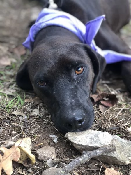 Camomilla canile basso Lazio  | Foto 1