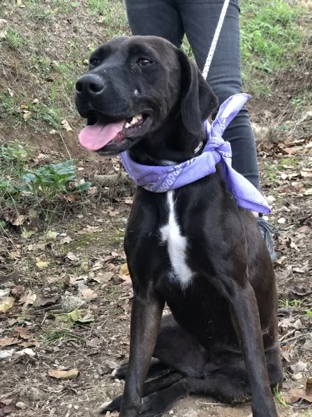 Camomilla canile basso Lazio  | Foto 0