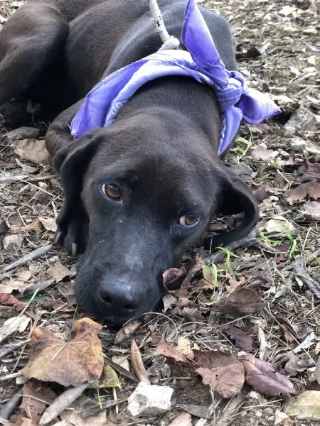 Camomilla canile basso Lazio 