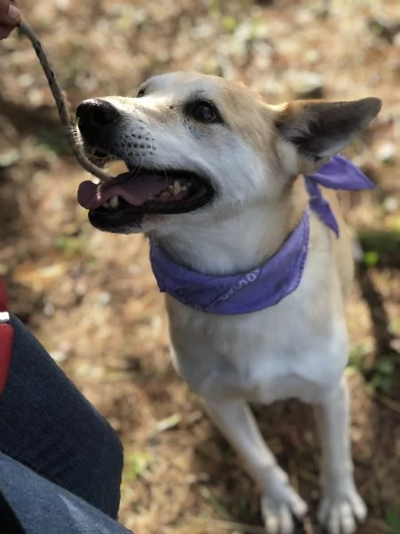 Candy canile basso lazio | Foto 3