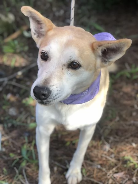 Candy canile basso lazio | Foto 2