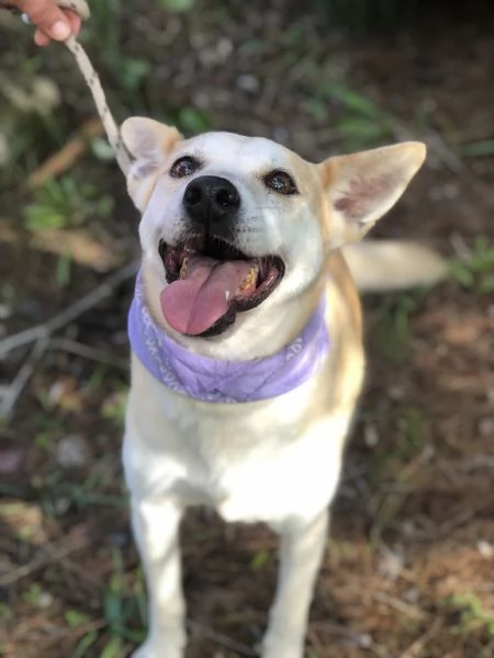 Candy canile basso lazio | Foto 1