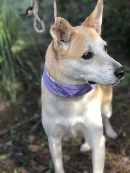 Candy canile basso lazio | Foto 0