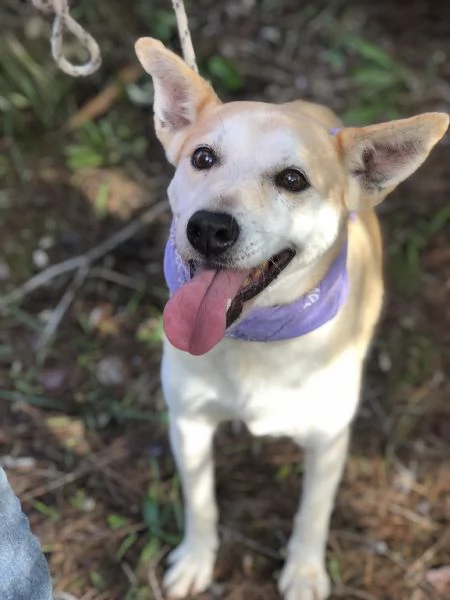 Candy canile basso lazio