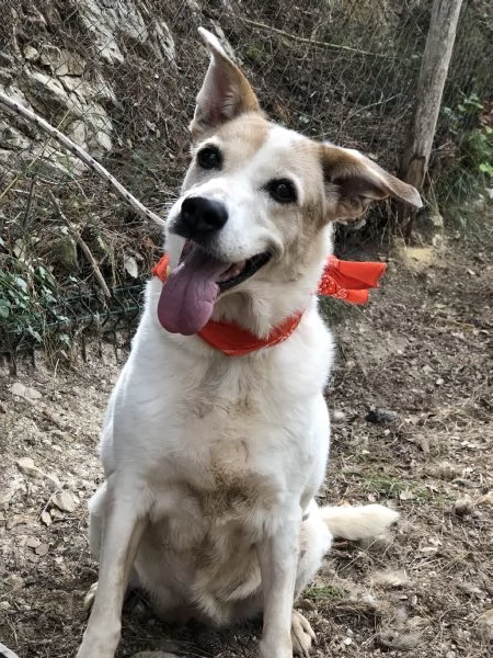 Paloma canile basso lazio