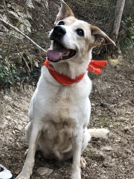 Paloma canile basso lazio | Foto 2