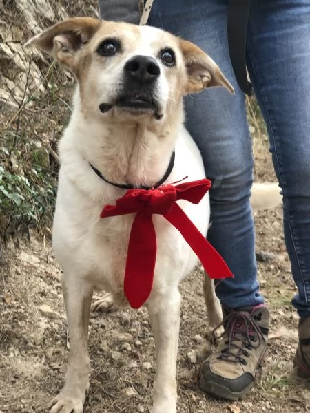 Paloma canile basso lazio | Foto 1