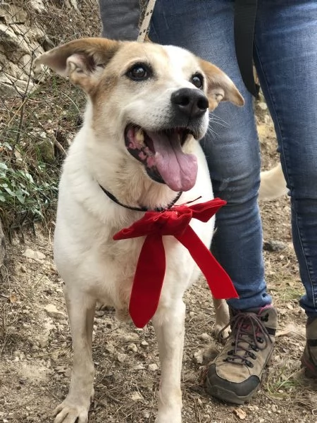 Paloma canile basso lazio | Foto 0