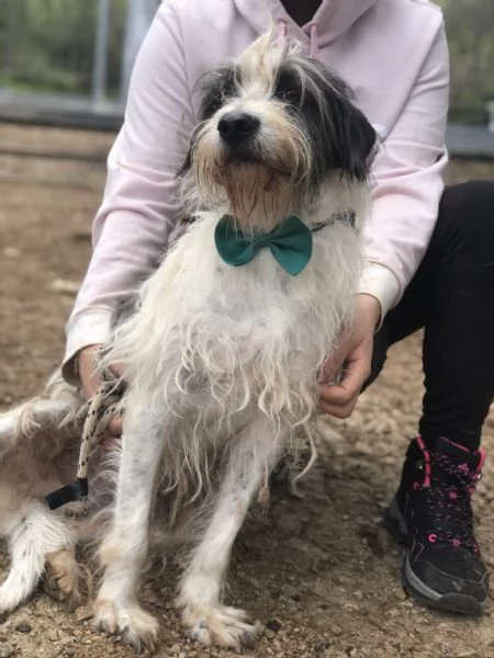 Spillo canile basso lazio | Foto 3