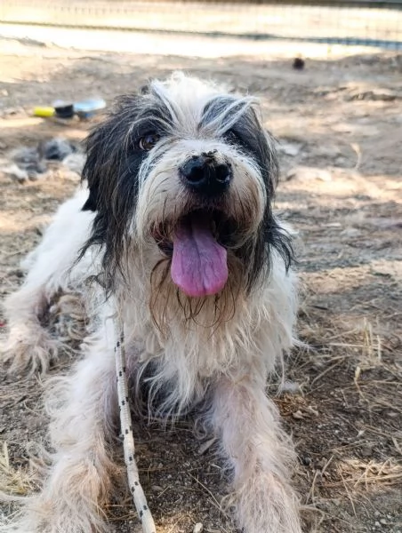 Spillo canile basso lazio | Foto 2