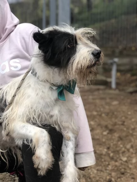 Spillo canile basso lazio | Foto 1