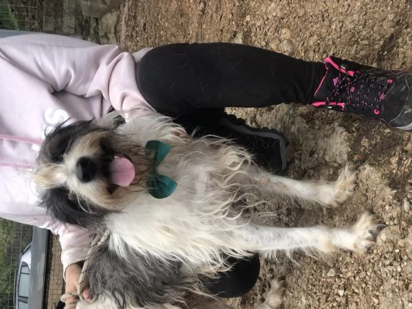 Spillo canile basso lazio | Foto 0