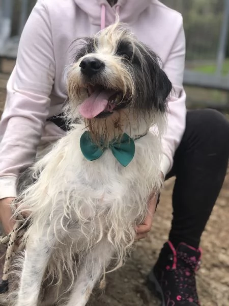 Spillo canile basso lazio