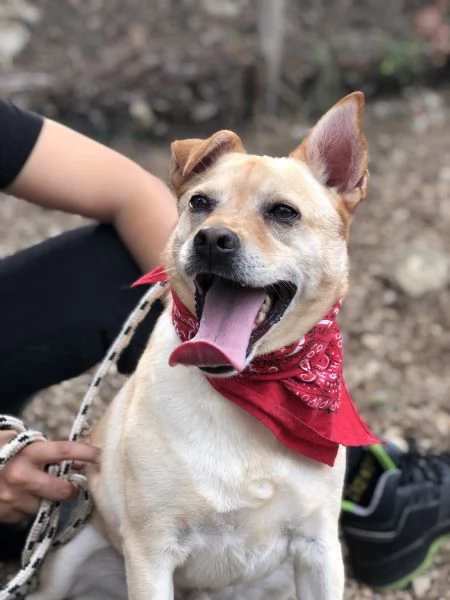 Casper canile basso lazio | Foto 3