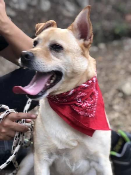 Casper canile basso lazio | Foto 2