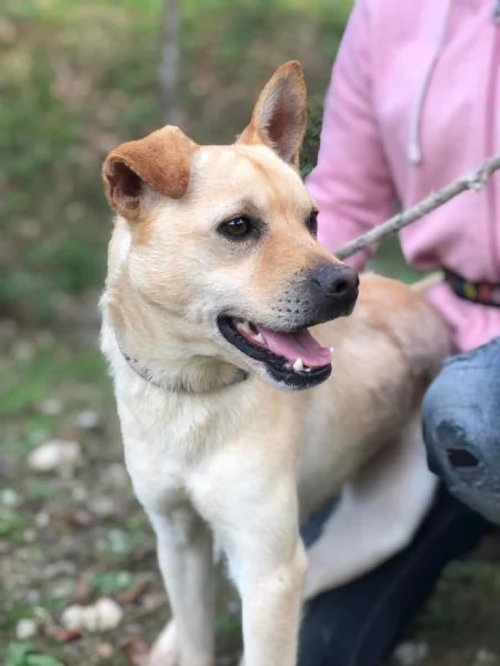 Casper canile basso lazio | Foto 1