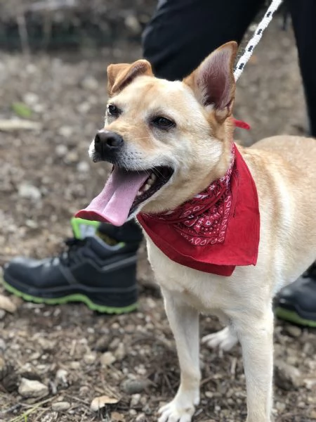 Casper canile basso lazio | Foto 0