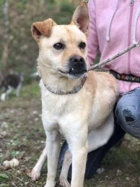 Casper canile basso lazio