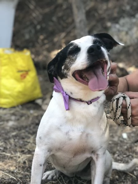 Catia canile basso lazio | Foto 2