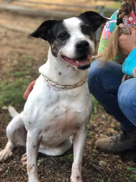 Catia canile basso lazio | Foto 1