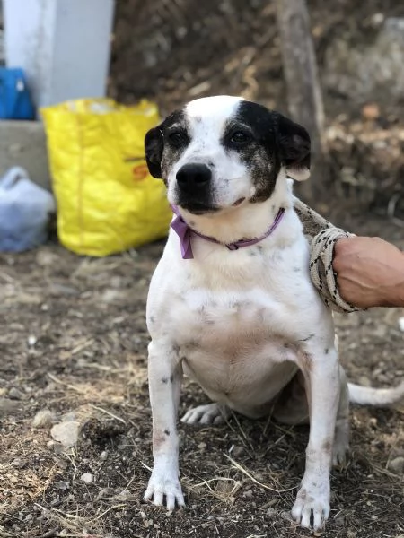 Catia canile basso lazio | Foto 0