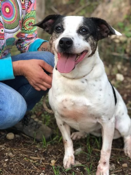 Catia canile basso lazio