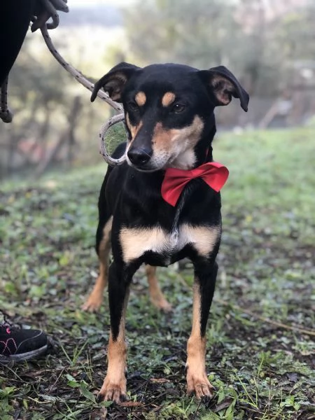 Crocchetta canile basso lazio | Foto 3