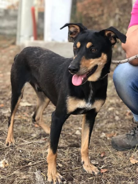 Crocchetta canile basso lazio