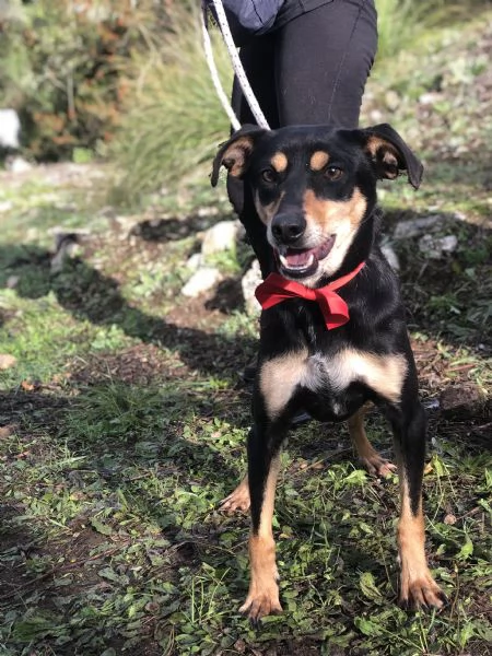 Crocchetta canile basso lazio | Foto 2