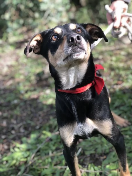 Crocchetta canile basso lazio | Foto 1