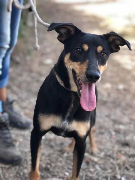 Crocchetta canile basso lazio | Foto 0