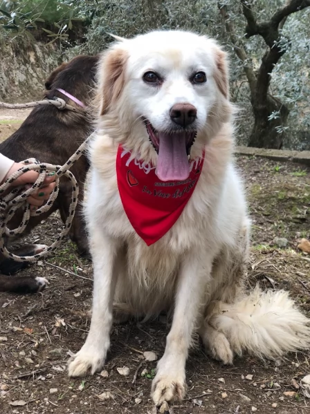 Danita canile basso lazio | Foto 3