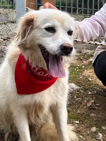 Danita canile basso lazio | Foto 2