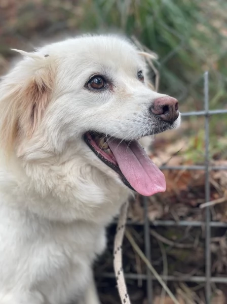 Danita canile basso lazio | Foto 1