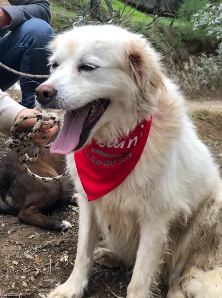 Danita canile basso lazio | Foto 0